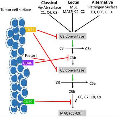 The Role of Membrane Bound Complement Regulatory Proteins in Tumor Development and Cancer Immunotherapy